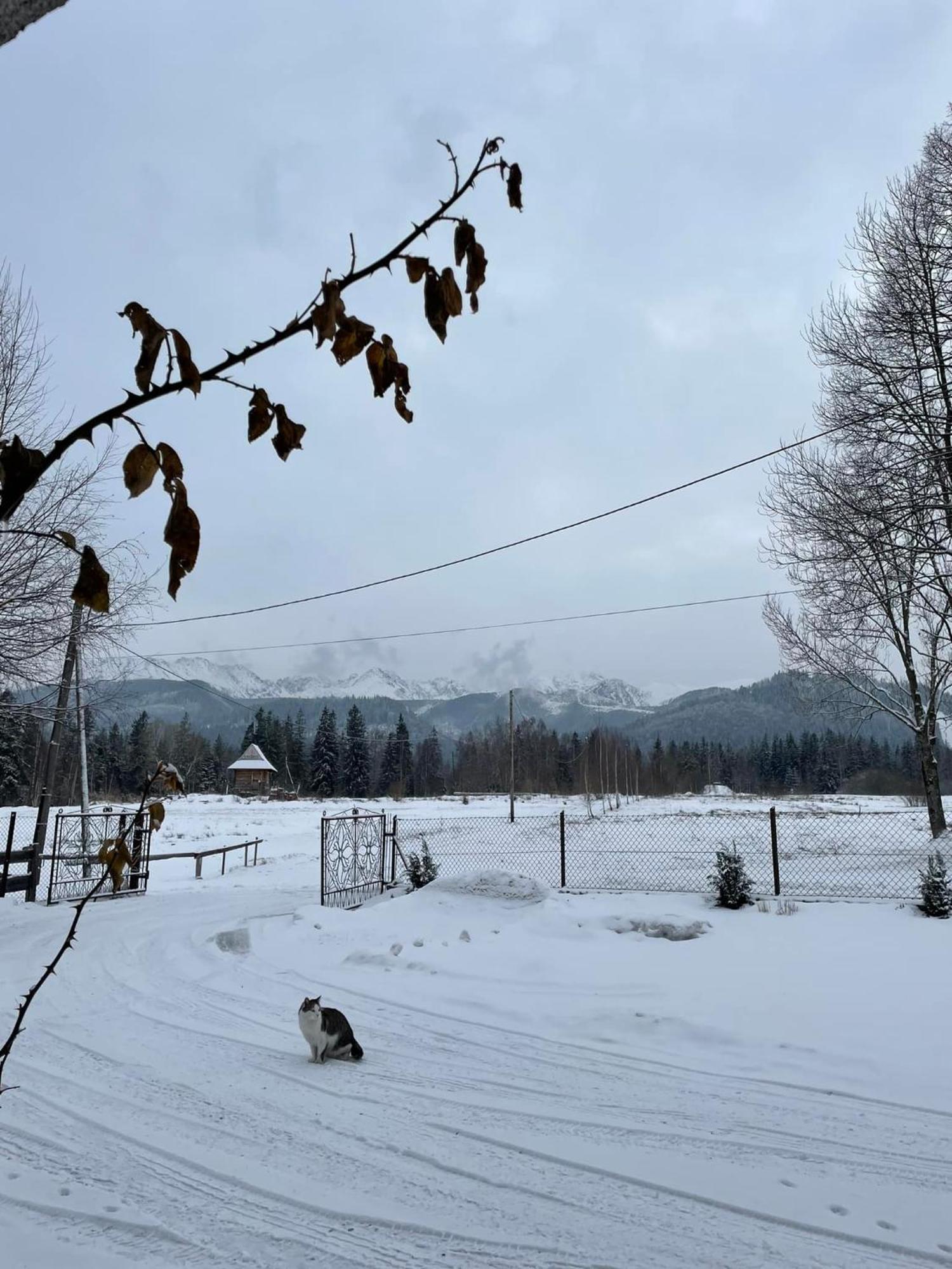 Pensjonat U Doroty, Zakopane - Twoje Miejsce W Gorach Dış mekan fotoğraf